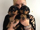 Kca Kafa Dev Gibi Rottweiler Yavrularımız