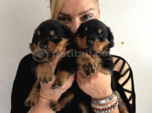 Kca Kafa Dev Gibi Rottweiler Yavrularımız görsel