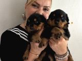 Kca Kafa Dev Gibi Rottweiler Yavrularımız