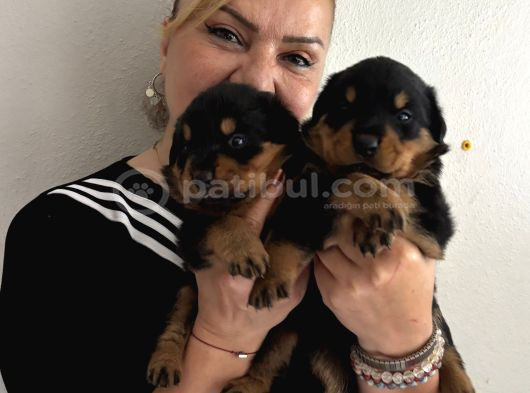 Kca Kafa Dev Gibi Rottweiler Yavrularımız görsel