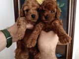 SAFKAN RED BROWN TOY POODLE YAVRULAR - ÜST KALİTE