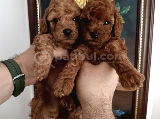 Safkan Red Brown Toy Poodle Yavrular - Üst Kali̇te