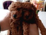 Safkan Red Brown Toy Poodle Yavrular - Üst Kali̇te