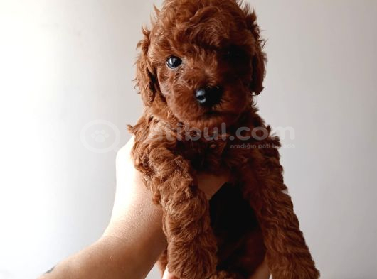 Safkan Red Brown Toy Poodle Yavrular - Üst Kali̇te görsel