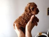 Safkan Red Brown Toy Poodle Yavrular - Üst Kali̇te