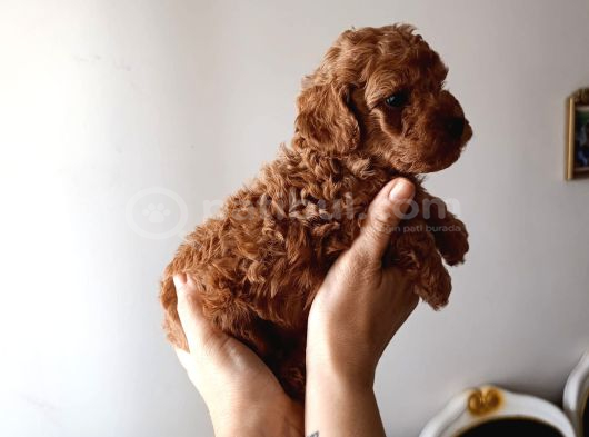 Safkan Red Brown Toy Poodle Yavrular - Üst Kali̇te görsel