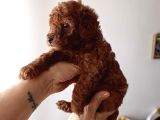 Safkan Red Brown Toy Poodle Yavrular - Üst Kali̇te