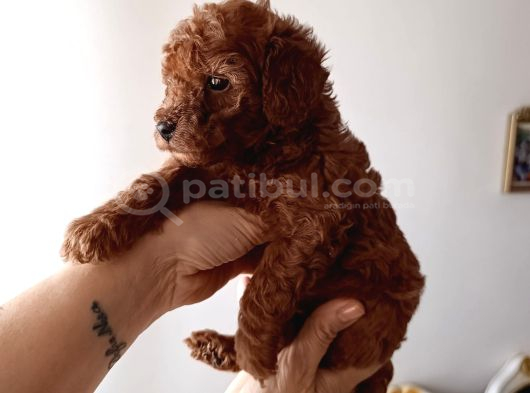 Safkan Red Brown Toy Poodle Yavrular - Üst Kali̇te görsel