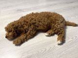 Özel Renkte Red Brown Toy Poodle