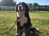 1 yaşında dişi Bernese dağ köpeği