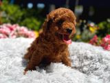 Orijinal Toy Poodle Yavrular
