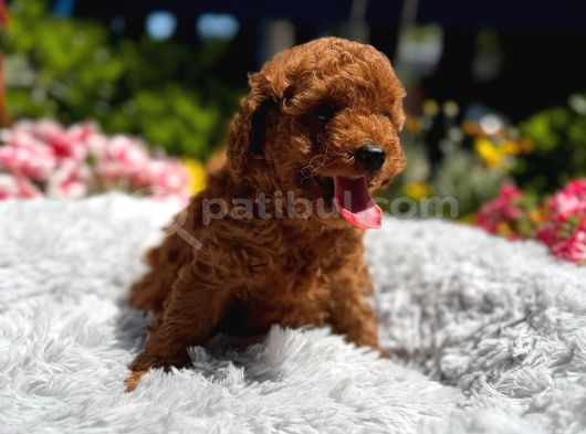 Orijinal Toy Poodle Yavrular görsel