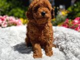 Orijinal Toy Poodle Yavrular