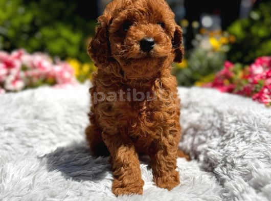 Orijinal Toy Poodle Yavrular görsel