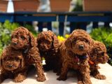 Orijinal Toy Poodle Yavrular