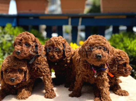 Orijinal Toy Poodle Yavrular