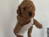 Orjinal Toy Poodle Aşılı Garantili