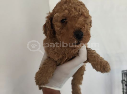 Orjinal Toy Poodle Aşılı Garantili görsel