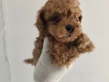 Orjinal Toy Poodle Aşılı Garantili