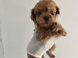 Orjinal Toy Poodle Aşılı Garantili