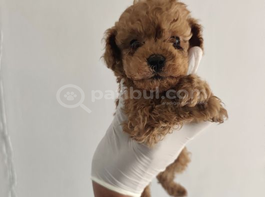 Orjinal Toy Poodle Aşılı Garantili görsel