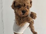 Orjinal Toy Poodle Aşılı Garantili