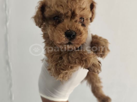 Orjinal Toy Poodle Aşılı Garantili görsel