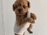 Orjinal toy poodle aşılı garantili