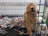 F1 maltipoo son kalan yavru