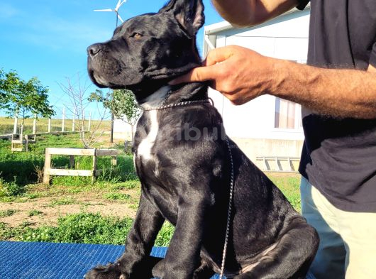 Safkan Cane Corso Güçlü Kan Hattı - Özenle Yetiştirildi görsel