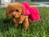 3 Aylık Dişi Poodle Kızımız Yuvasını Arıyor