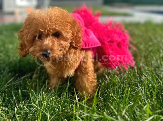 3 Aylık Dişi Poodle Kızımız Yuvasını Arıyor görsel