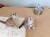 Safkan Müthis Scottish Fold Yavrular Gaziantep