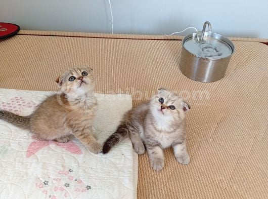 Safkan Müthis Scottish Fold Yavrular Gaziantep görsel