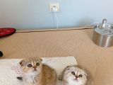 Safkan müthis scottish fold yavrular gaziantep