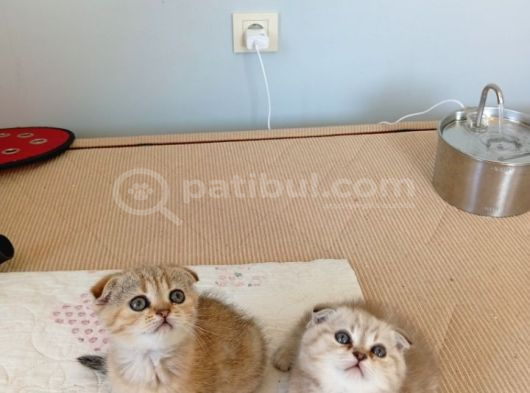 Safkan Müthis Scottish Fold Yavrular Gaziantep