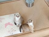 Safkan Müthis Scottish Fold Yavrular Gaziantep