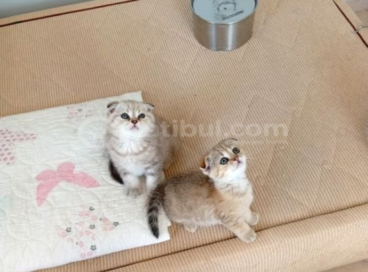 Safkan Müthis Scottish Fold Yavrular Gaziantep görsel