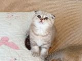 Safkan Müthis Scottish Fold Yavrular Gaziantep