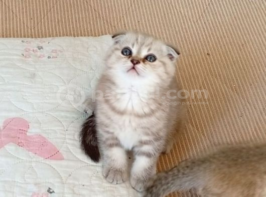 Safkan Müthis Scottish Fold Yavrular Gaziantep görsel