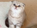 Safkan Müthis Scottish Fold Yavrular Gaziantep
