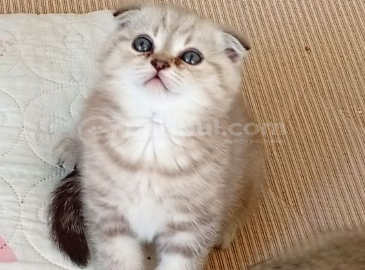 Safkan Müthis Scottish Fold Yavrular Gaziantep görsel