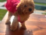 3 aylık dişi poodle kızımız yuvasını arıyor
