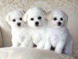 KAR BEYAZ MALTESE TERRİER CİNSLERİ