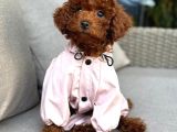 Toy Poodle Sevi̇mli̇ Yavrular Ev Üreti̇mi̇