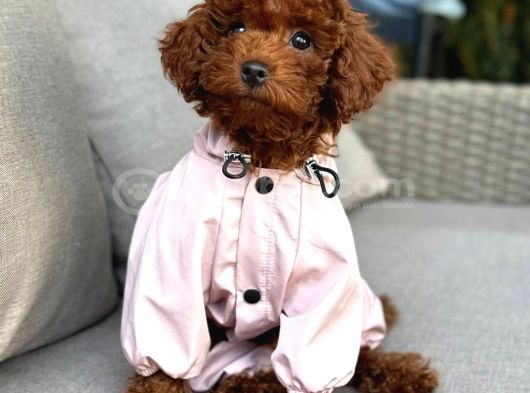 Toy Poodle Sevi̇mli̇ Yavrular Ev Üreti̇mi̇ görsel