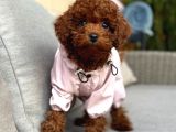 Toy Poodle Sevi̇mli̇ Yavrular Ev Üreti̇mi̇