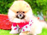 POMERRİAN BOO SEVİMLİ YAVRULAR
