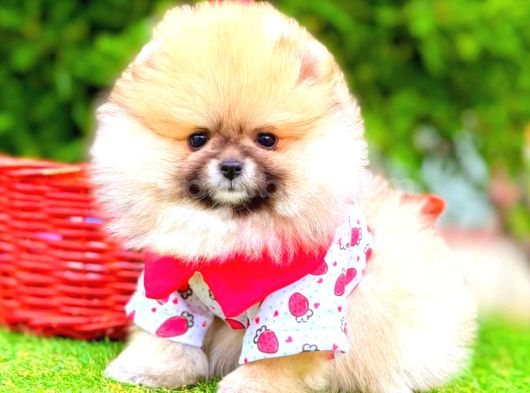 Pomerri̇an Boo Sevi̇mli̇ Yavrular