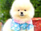 Pomerri̇an Boo Sevi̇mli̇ Yavrular